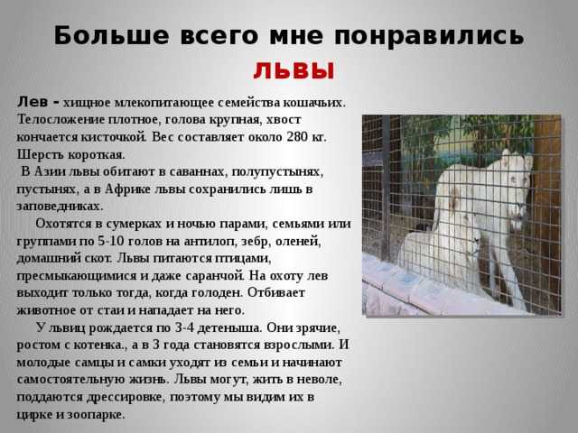 Сочинение мой идеальный зоопарк
