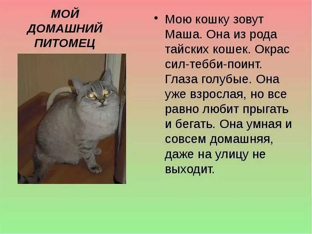 Сочинение: "мой любимый домашний питомец"