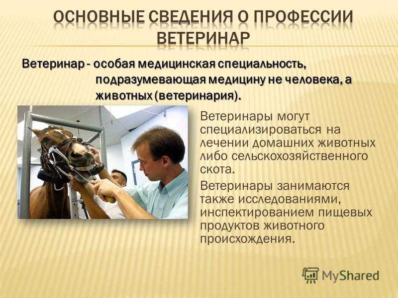 Исследовательская работа по теме "моя будущая профессия - ветеринарный врач"