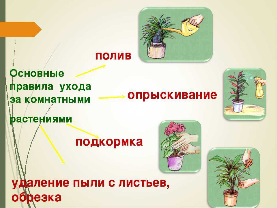 Разведение домашних цветов в горшках: как ухаживать за растениями в домашних условиях, рекомендации по выращиванию и правильной подкормке комнатных цветков
