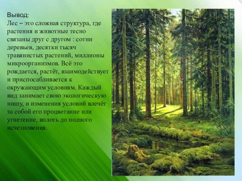 Сочинение-описание по картине в лесу графини мордвиновой. петергоф шишкина