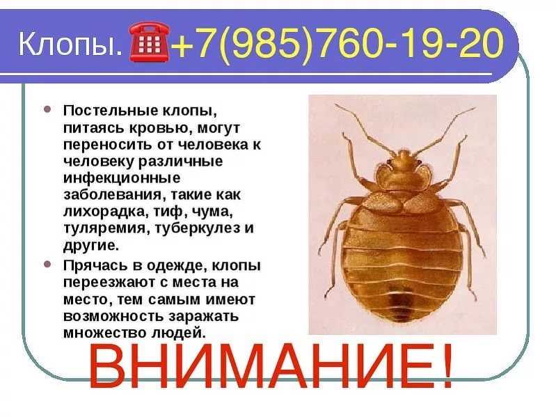 Сюжет и композиция комедии в. в. маяковского «клоп»