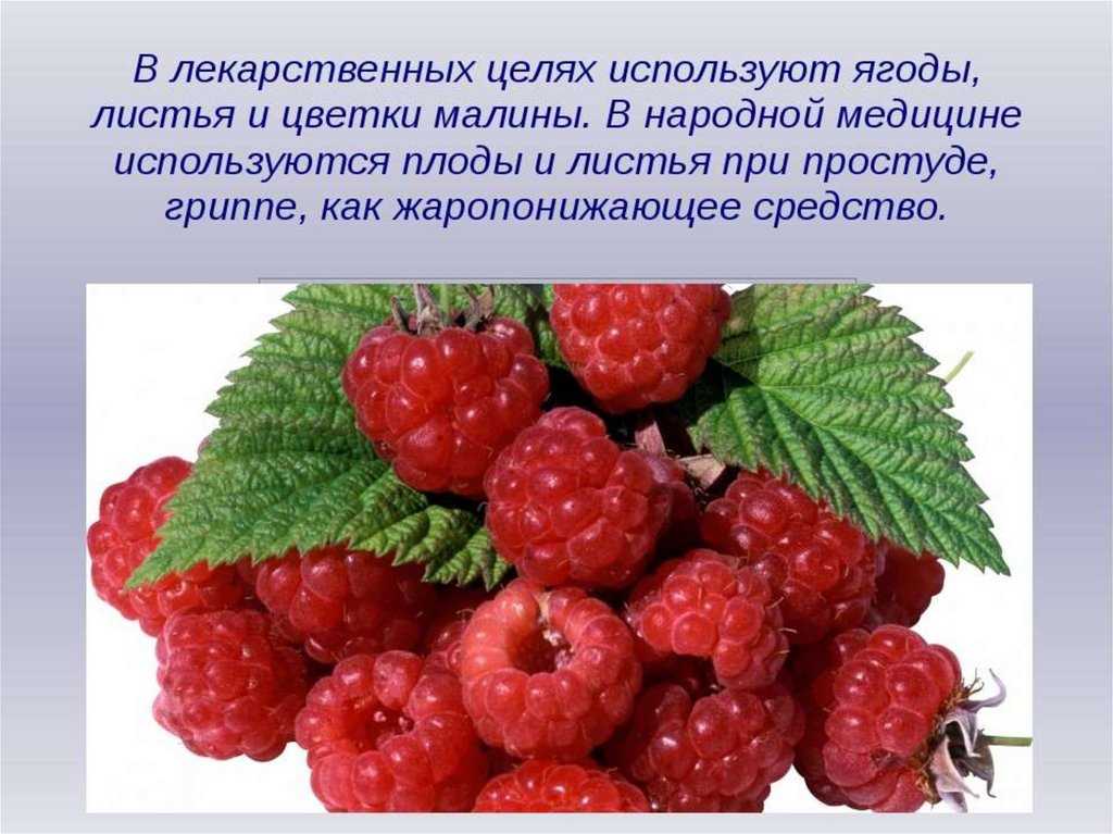 Конспект урока «моя любимая ягода»