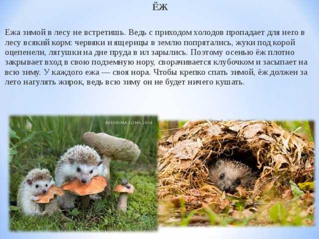 Ёж — непростое соседство в саду. образ жизни, польза и вред. фото — ботаничка