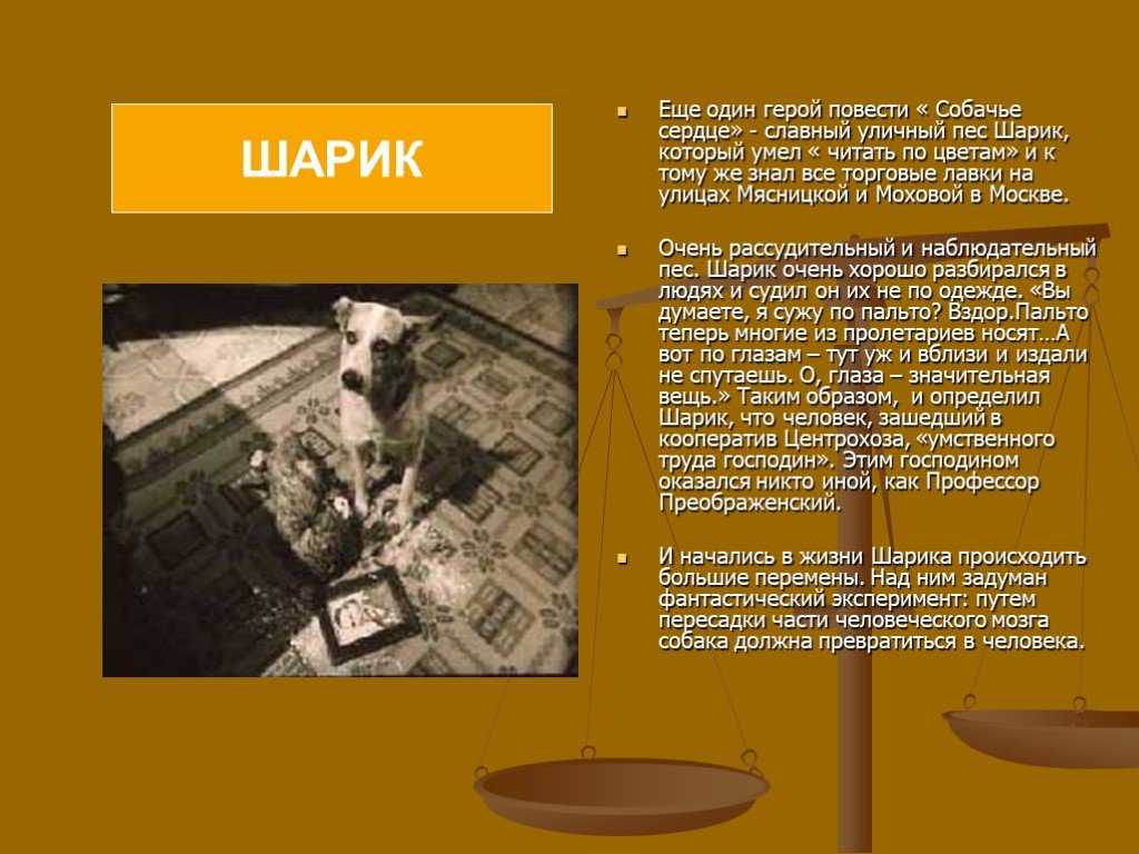 Главные герои собачьего сердца и их характеристика