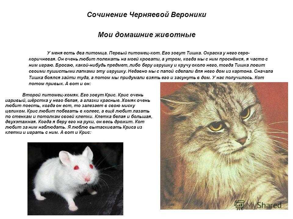 Сочинение на тему: мой кот (2 варианта и 7 похожих топиков)