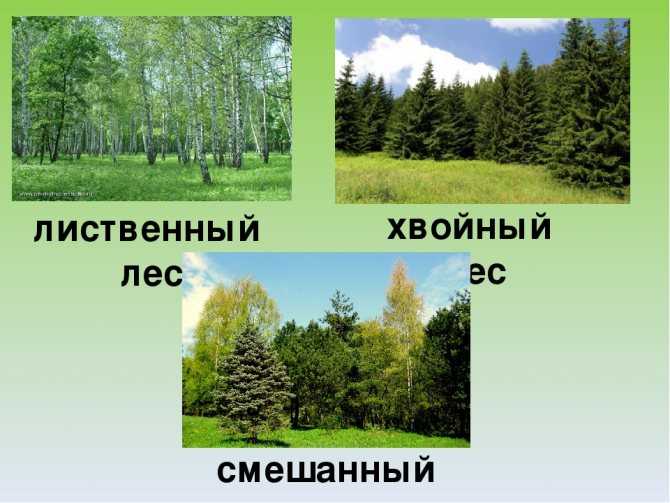 Урок 3: лес и его обитатели - 100urokov.ru