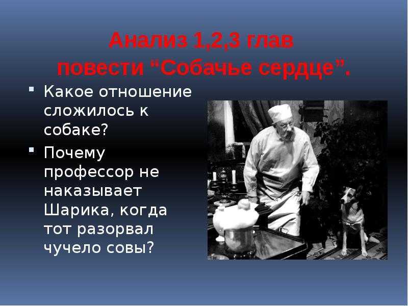 “собачье сердце” – краткое содержание повести м.а. булгакова