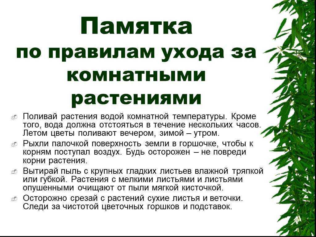 Уход за комнатными растениями и цветами в домашних условиях