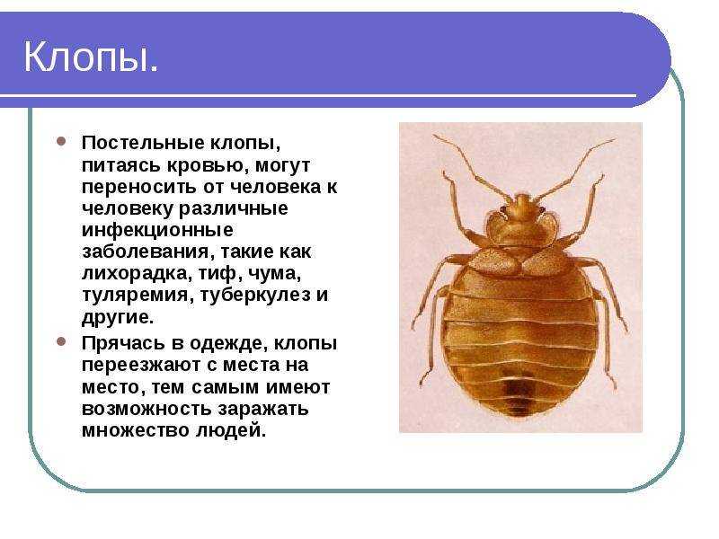 Краткое содержание пьесы "клоп" (в. в. маяковский)