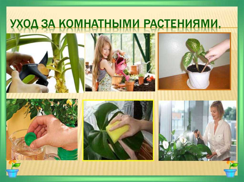 Как не погубить комнатные растения: пошаговая инструкция для тех, кто не может разобраться в уходе за цветами
