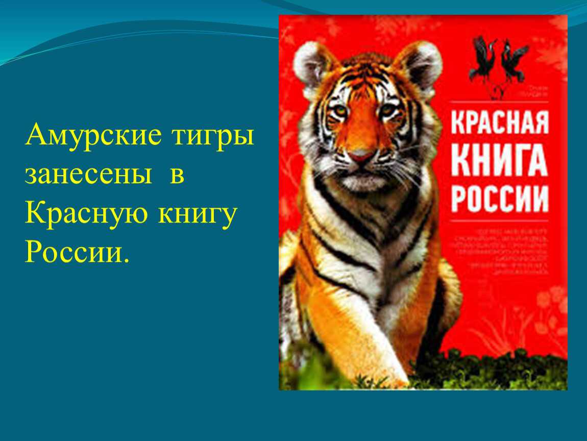 Амурский тигр (сибирский тигр): фото, видео, описание породы