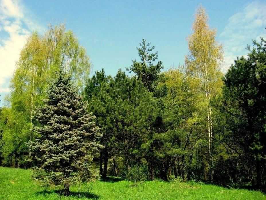 Хвойный лес: характеристика, флора, фауна, климат, расположение - наука - 2023