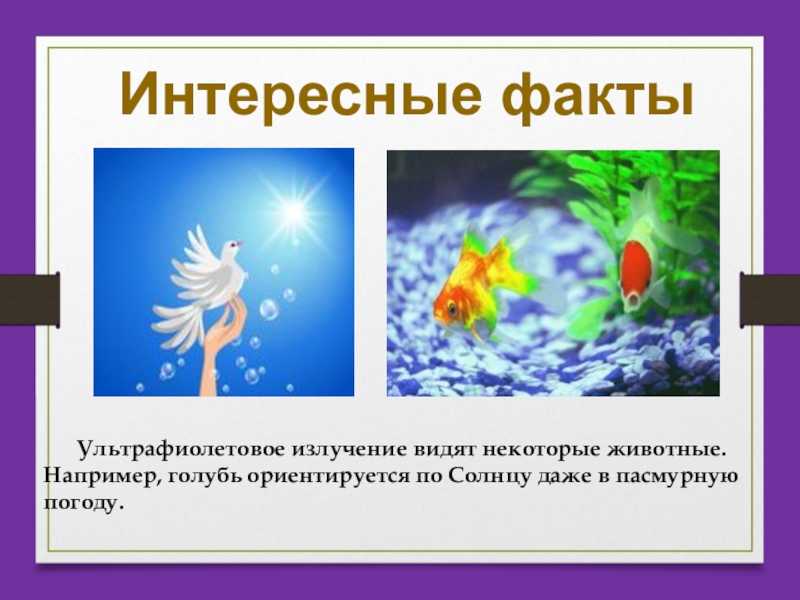 Презентация, доклад на тему проект физика вокруг нас