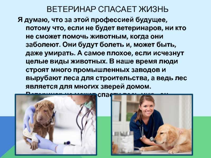 "моя будущая профессия ветеринар": топ-7 лучших сочинений 2023 года!