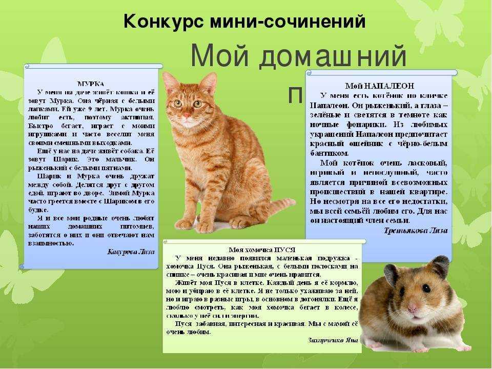 8 сочинений на тему «про кота» для 2-5 класса