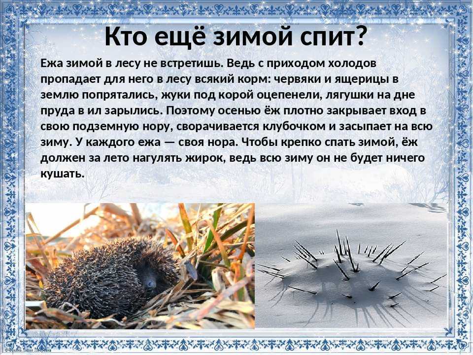 Еж на участке: плюсы и минусы такого соседства