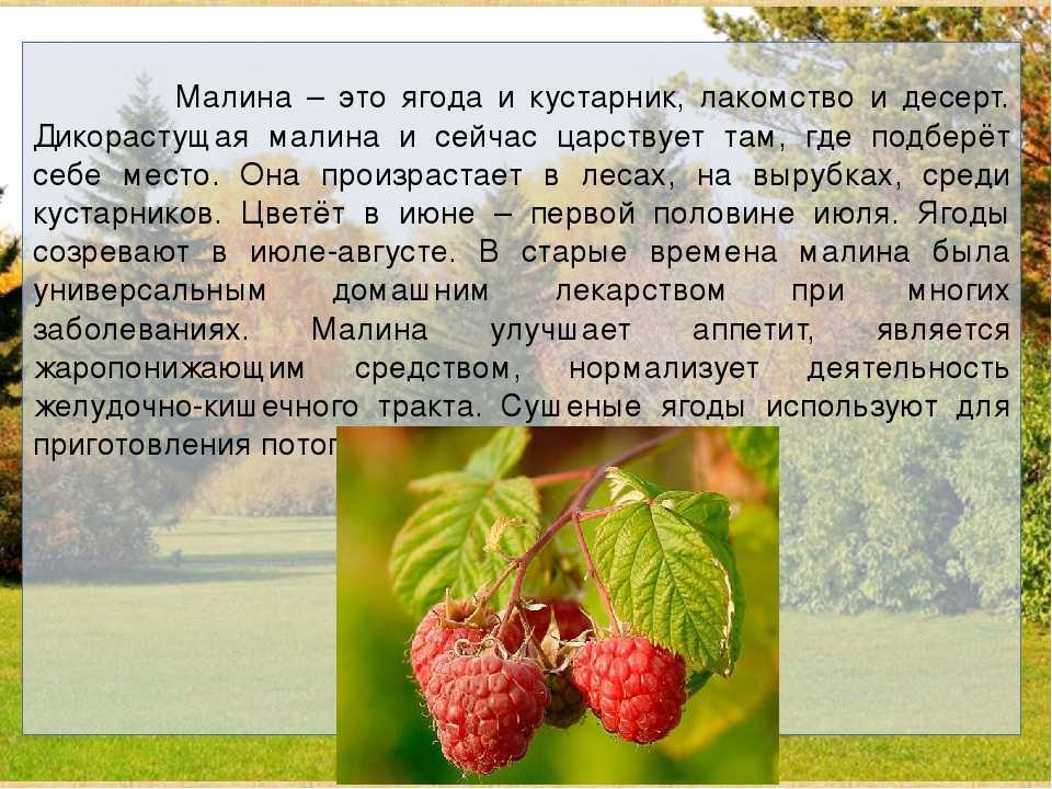 My favourite food! 2 класс — «английский в фокусе» spotlight 2