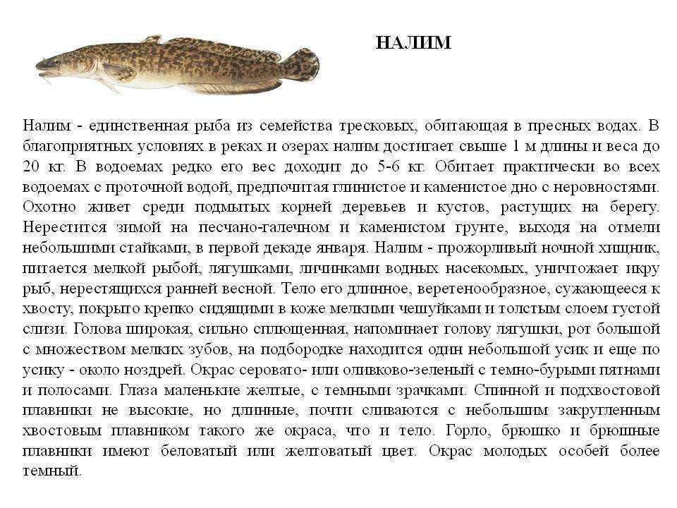 Разбор смысла рассказа чехова «налим»: истинная природа человеческих отношений