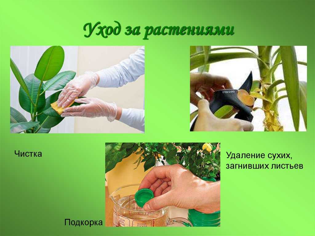 Как ухаживать за комнатными цветами в домашних условиях