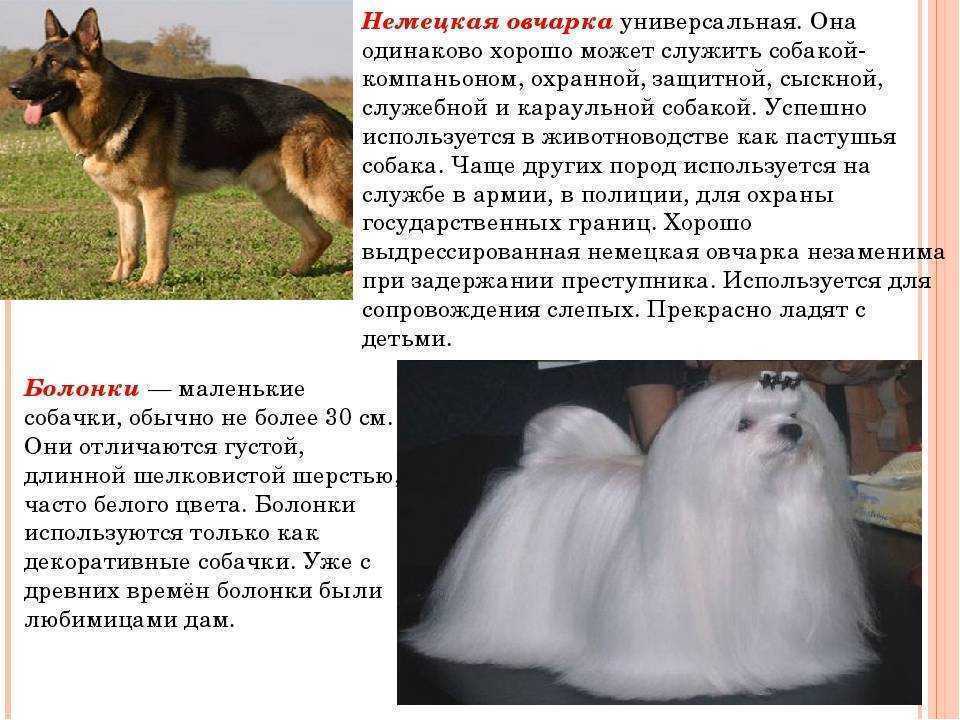 Описание картинки для впр на английском