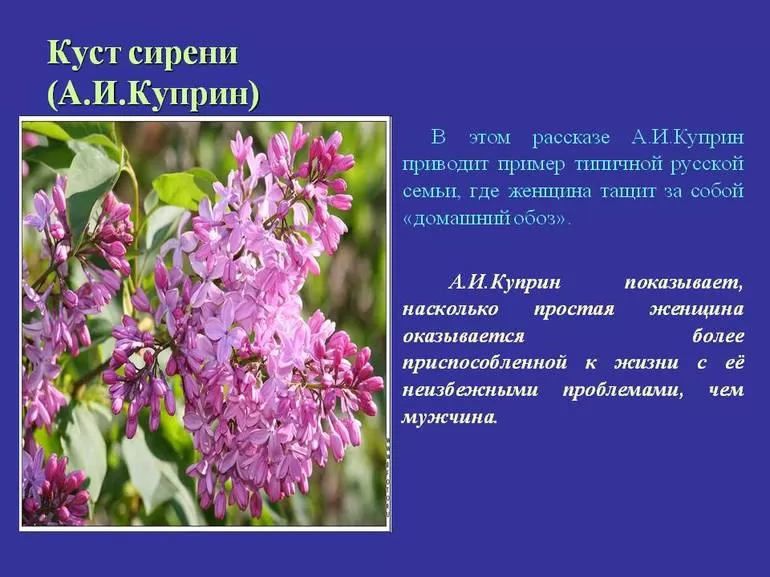 Анализ рассказа «куст сирени» (а.и. куприн) | литерагуру