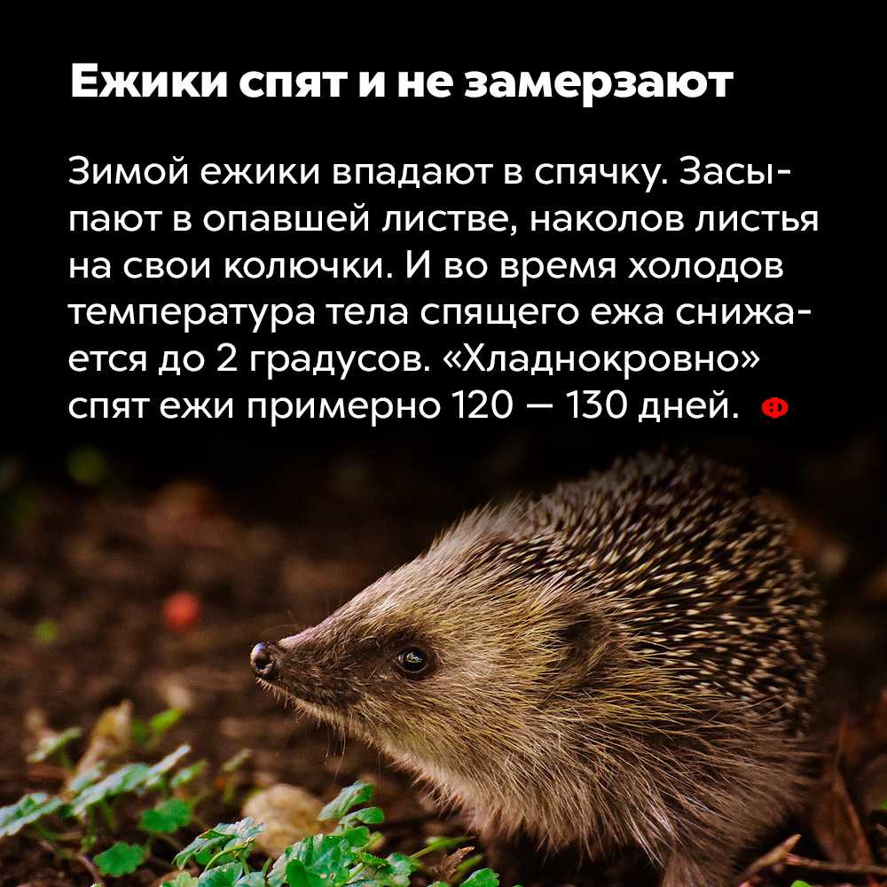 Ёж — дикое животное