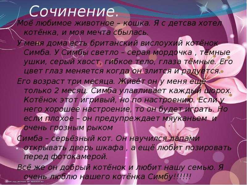 "мое любимое животное - кошка": топ-7 сочинений 2023 года!