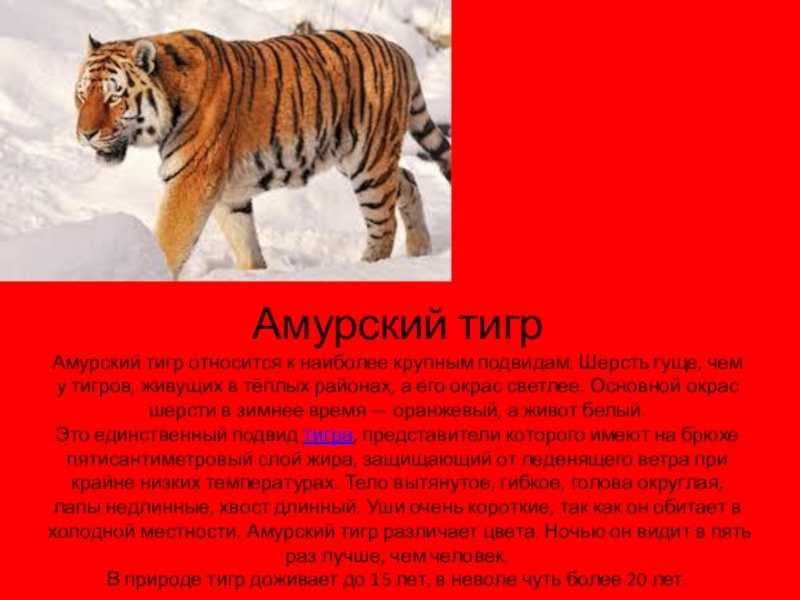 Амурский тигр в хабаровском крае | личное пространство
