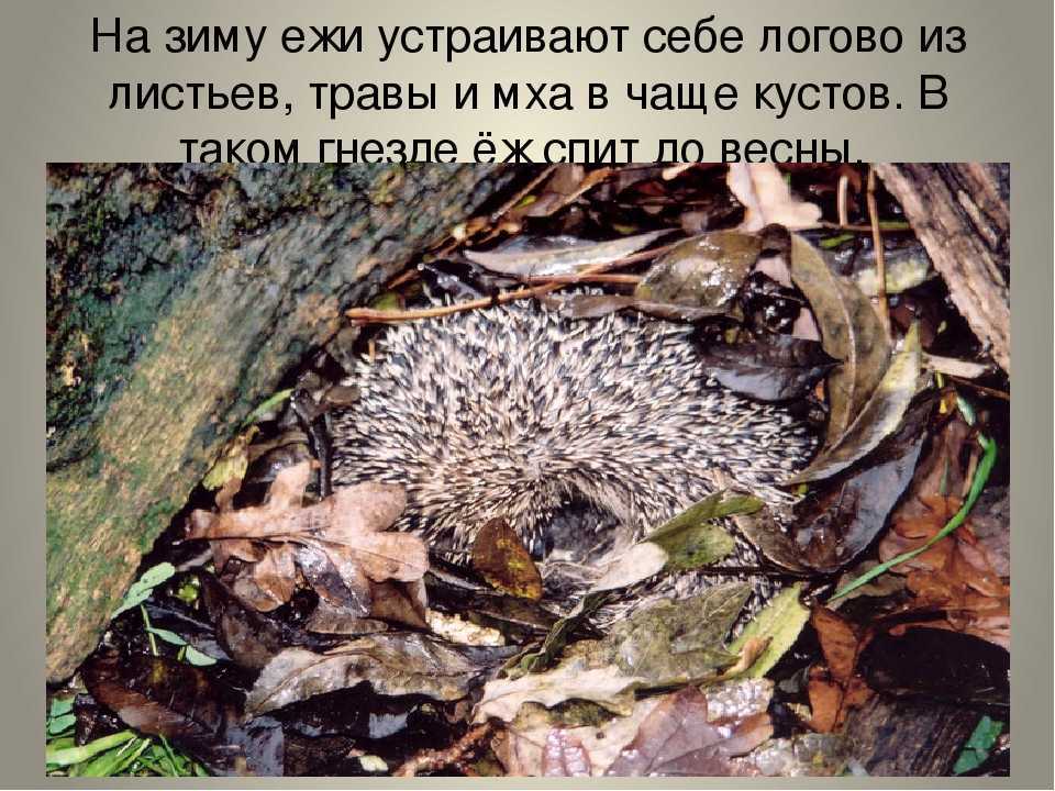 Ежи: описание, где живёт, среда обитания, образ жизни