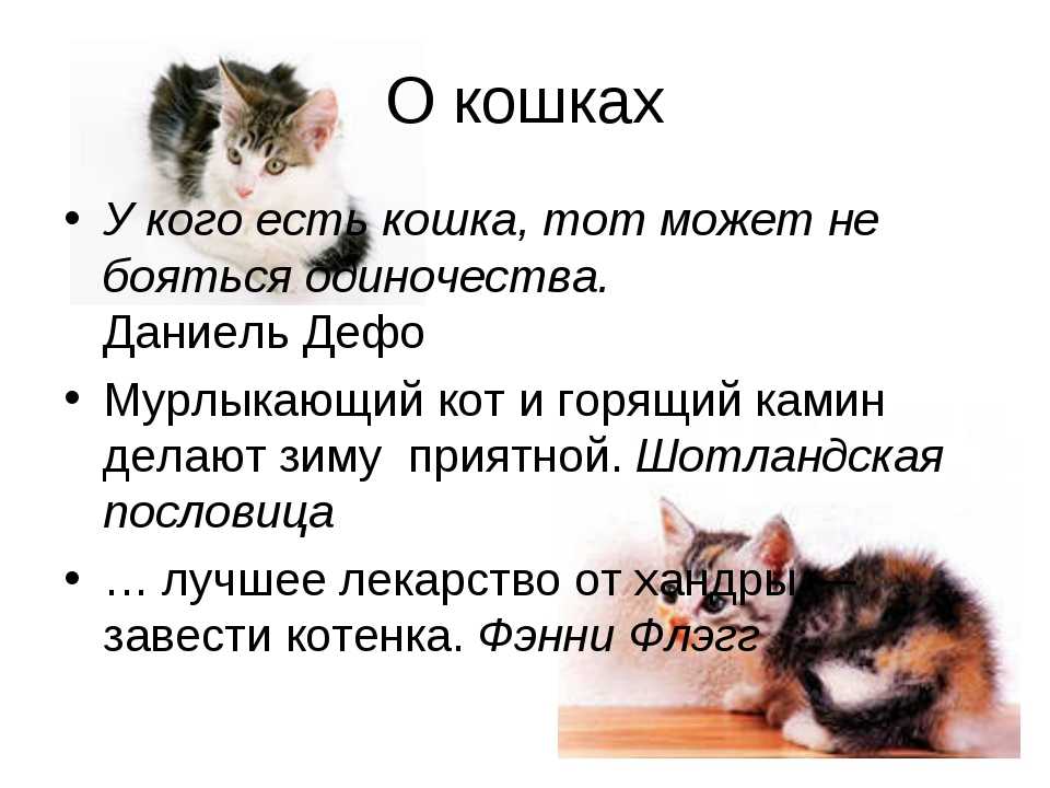 7 лучших сочинений на тему «мое любимое животное — кошка»