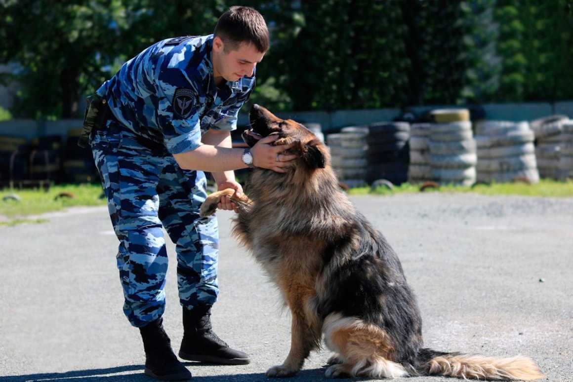 Кинологические колледжи в москве, спб и россии после 9 и 11 класса