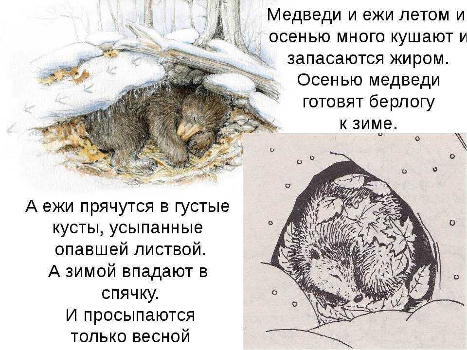 Еж дикое животное