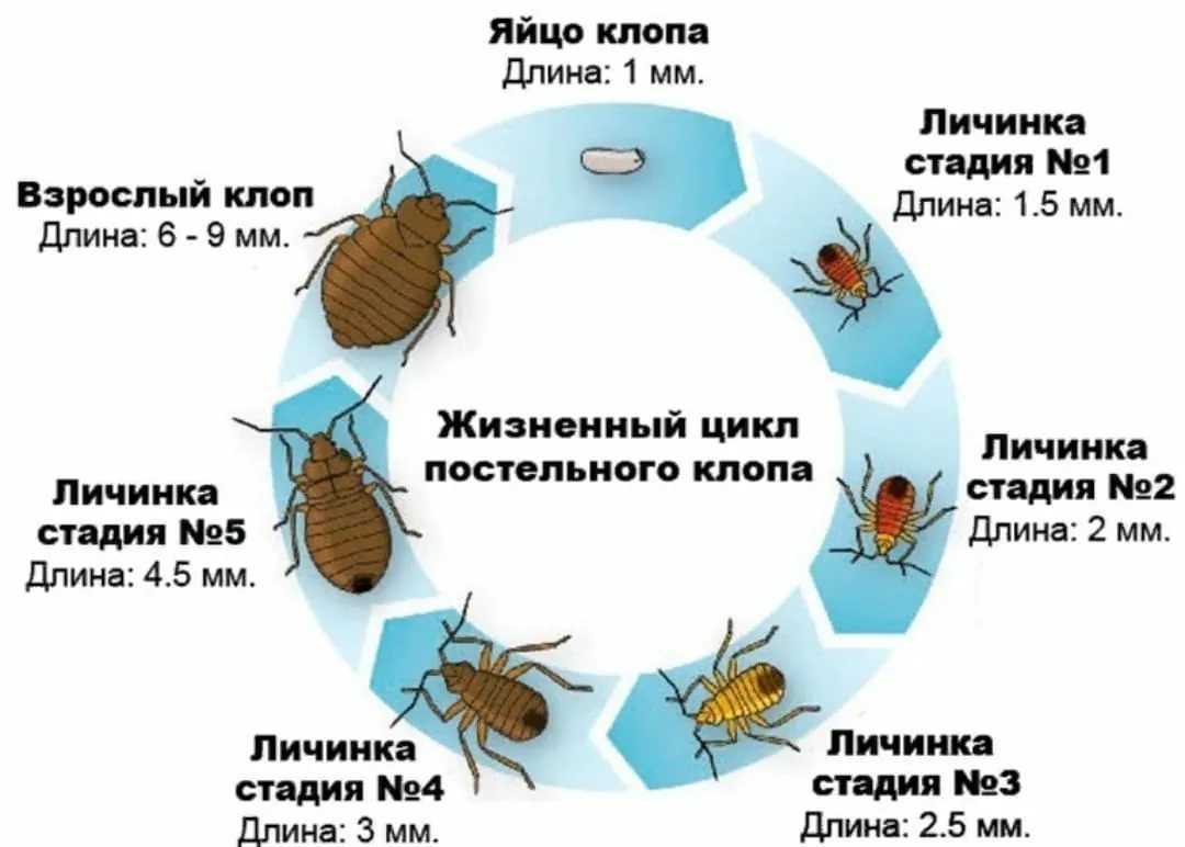 Краткое содержание пьесы «клоп» в. маяковского
