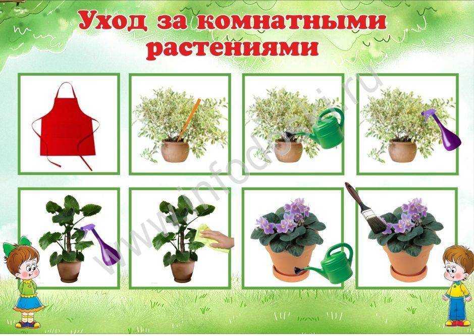 Как ухаживать за цветком в горшке: виды ухода и разновидности растений