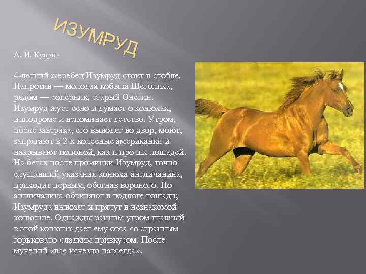Краткое содержание изумруд, куприн читать или смотреть видео