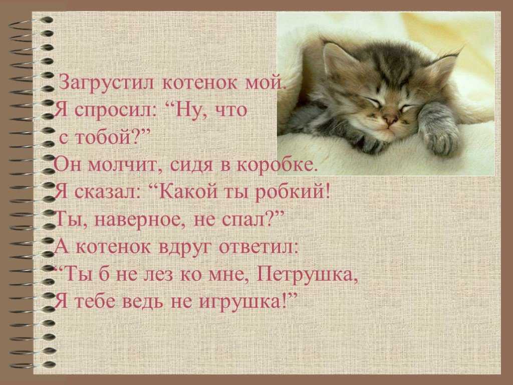 "мое любимое животное - кошка": топ-7 сочинений 2023 года!
