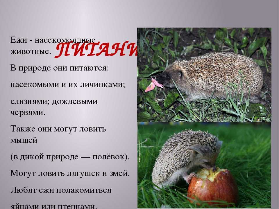 «лесной гость». наблюдение за ежом в природе (11 фото)