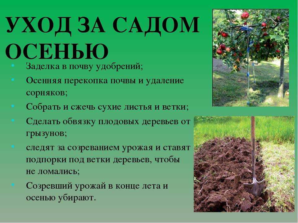 Чтобы добро не пропадало: делаем быструю теплую грядку из осенних отходов и веток