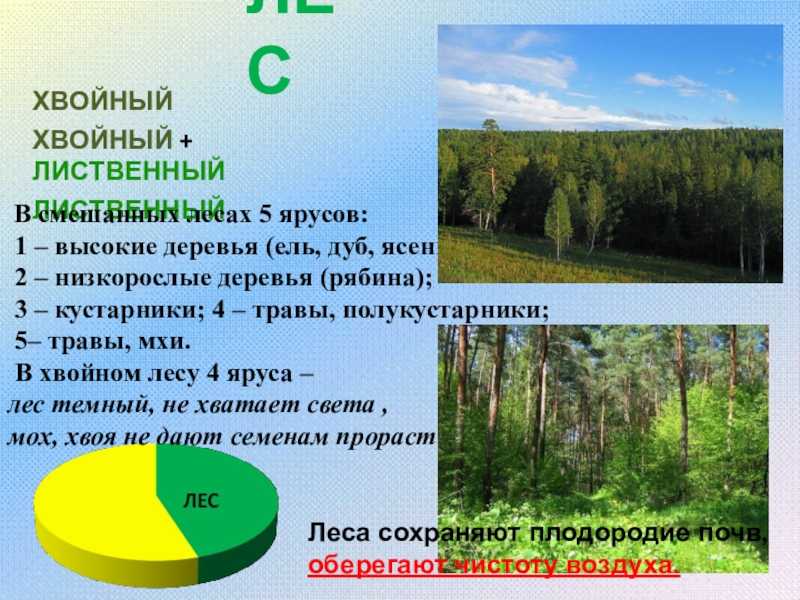 Хвойный лес. описание