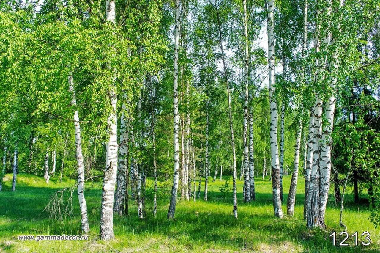 Сочинения по картине левитана «березовая роща», 4-7 классы