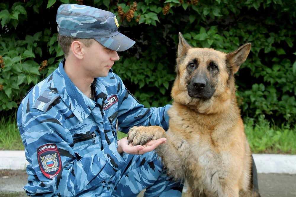 Кинолог - где учиться, зарплата, преимущества профессии – “навигатор образования”